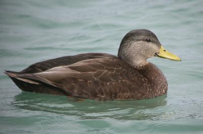 American Black Duck 2