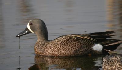 Blue-Winged Teal 2