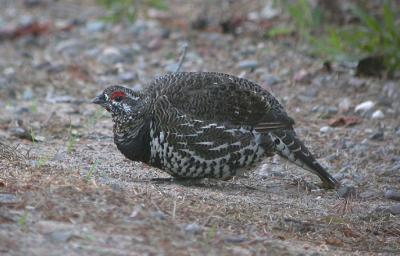 Spruce Grouse 5