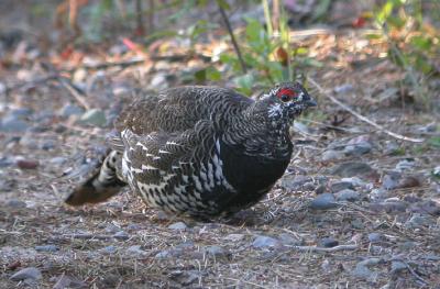 Spruce Grouse 7