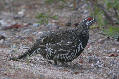 Spruce Grouse 9