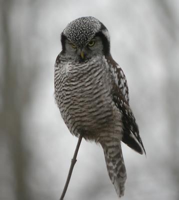 Northern Hawk Owl 4