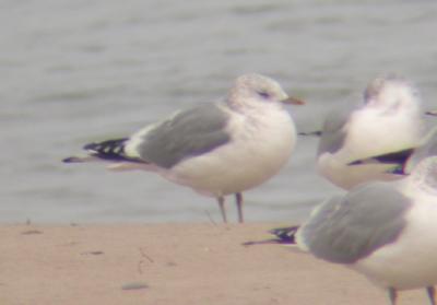 g3/78/630778/3/55141366.GullMewgood.jpg