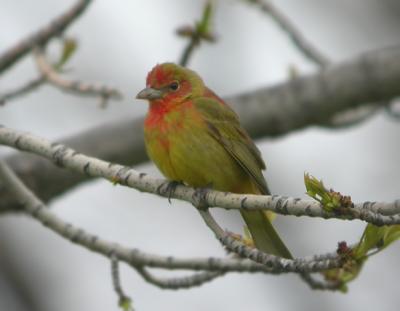 Summer Tanager 2