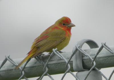 Summer Tanager 3