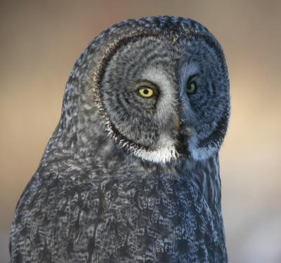 Great Gray Owl 3