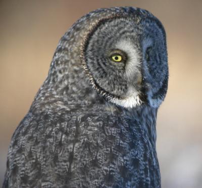 Great Gray Owl 4