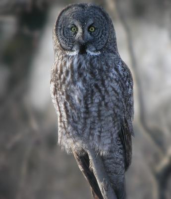 Great Gray Owl 11