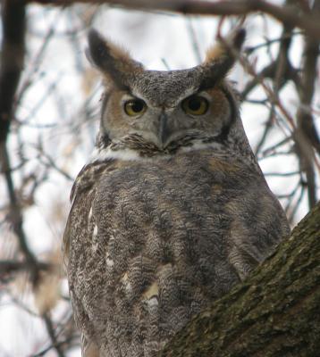 Great Horned Owl