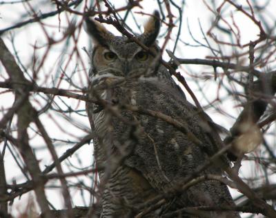 Great Horned Owl 2