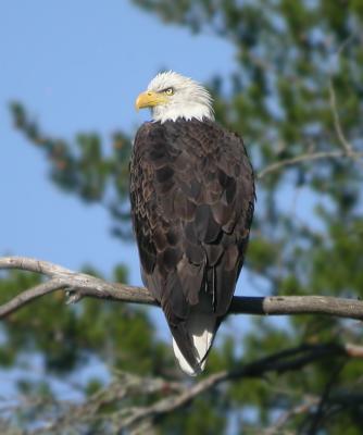 Bald Eagle