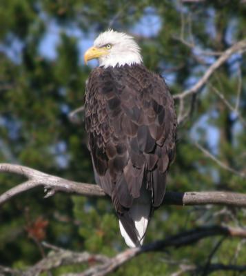 Bald Eagle 2