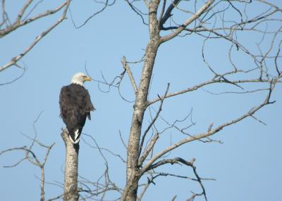 Bald Eagle 3