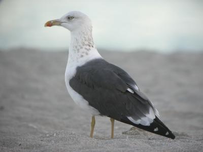 Lesser Black-Backed Gull 2