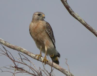 Red-Shouldered Hawk