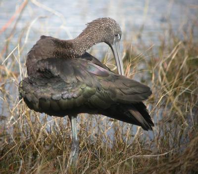 Glossy Ibis