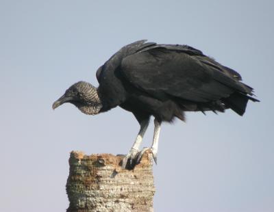 Black Vulture 2