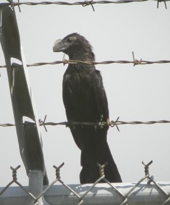 Smooth-Billed Ani 3