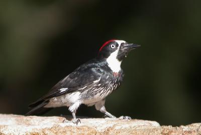 Acorn Woodpecker 2