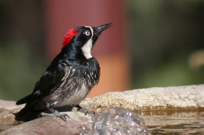 Acorn Woodpecker 3