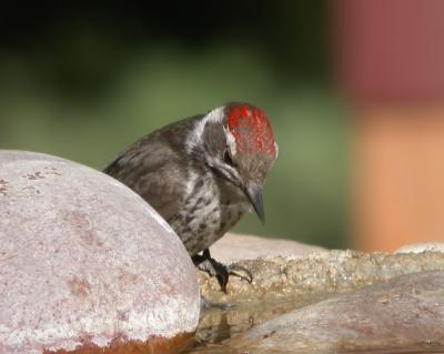 Arizona Woodpecker