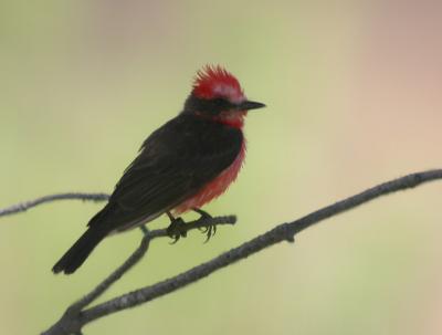 Vermillion Flycatcher 3