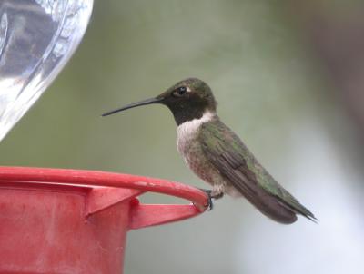 Black-Chinned Hummingbird 2