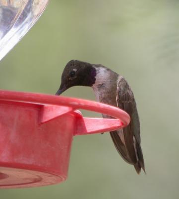 Black-Chinned Hummingbird 3