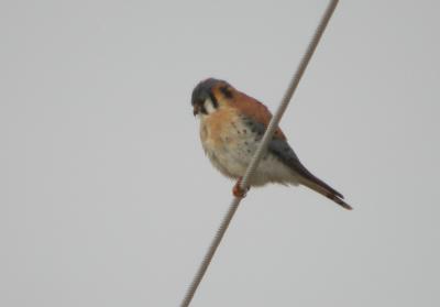 American Kestrel