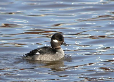 Bufflehead