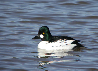 Common Goldeneye 3