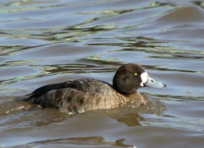 Greater Scaup 3