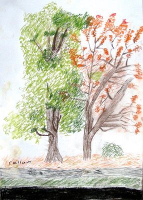 tree, Callum, age:8.5