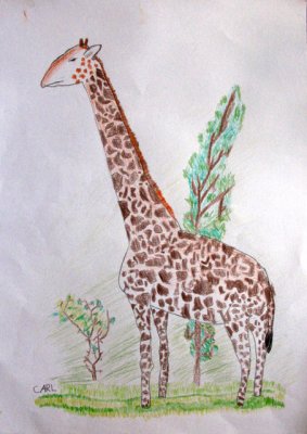 giraffe, Carl, age:7.5