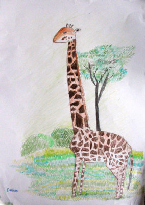 giraffe, Callum, age:8.5