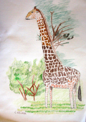 giraffe, Celina, age:7.5