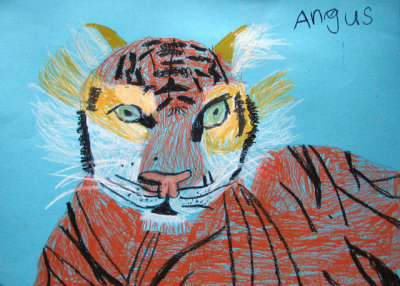 tiger, Angus, age:5