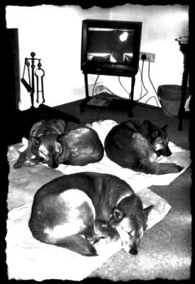 3 sleeping dogs