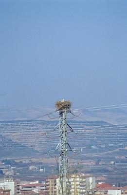 Heron nest at Fraga