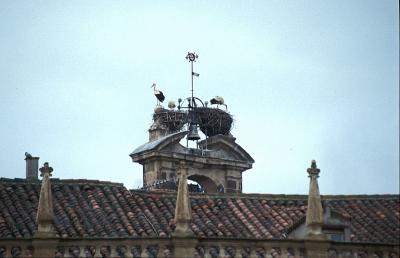 Nesting Storks, Cala Mayor, Salamanca