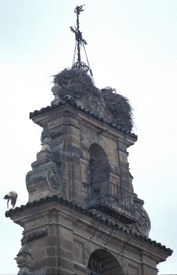 Nesting Storks, Salamanca