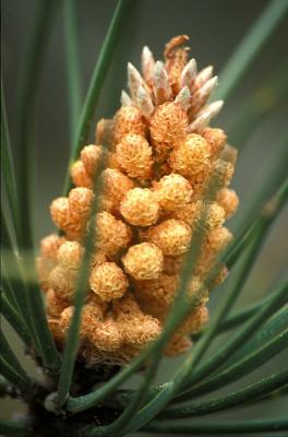 Pine flower, Figuera de Foz