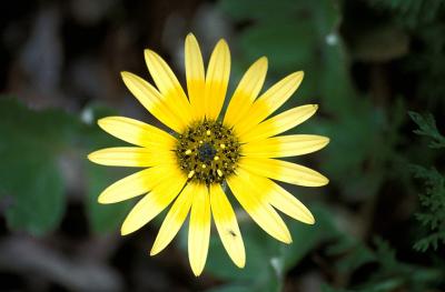 Wild yellow flower, Figuera de Foz