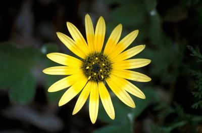 Wild yellow flower, Figuera de Foz