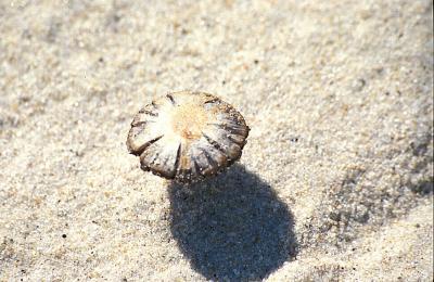 Beach mushroom, Figuera de Foz