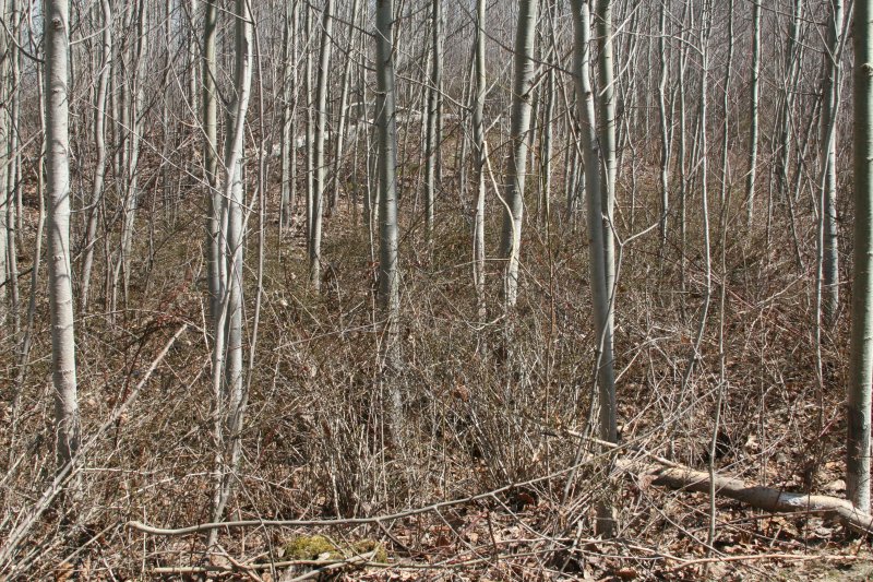 Barberry invassion