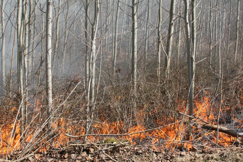 Barberry setback
