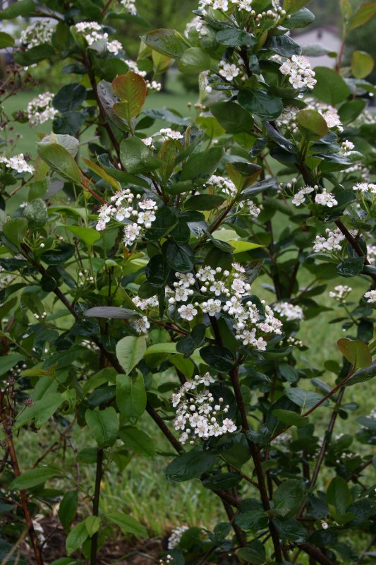 Black Chokeberry.JPG