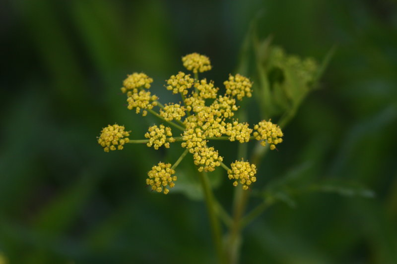 Golden Alexander Flower.JPG