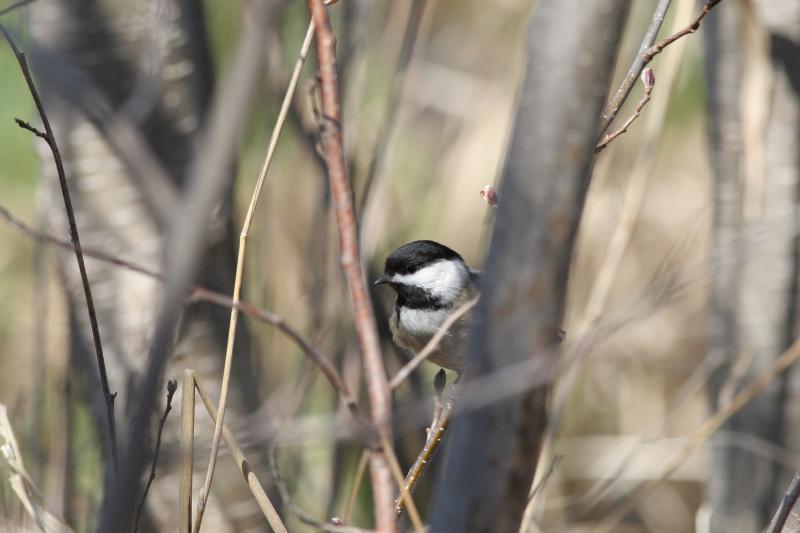 Black-capped Chickadee